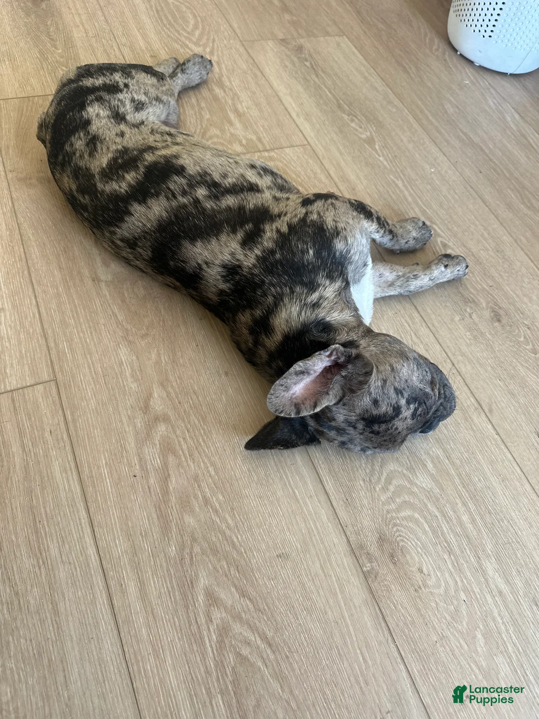 French Bulldog dogs for stud: Bubba  - Ad 8