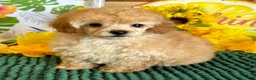 Toy Poodle dogs for sale: Fluff Boy - Ad 2