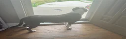 American Staffordshire Terrier dogs for sale: American Staffordshire Terrier 1 - Ad 2