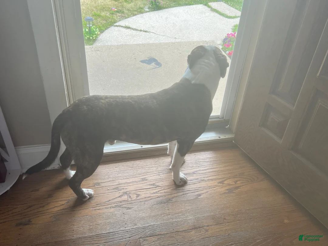 American Staffordshire Terrier dogs for sale: American Staffordshire Terrier 1 - Ad 2