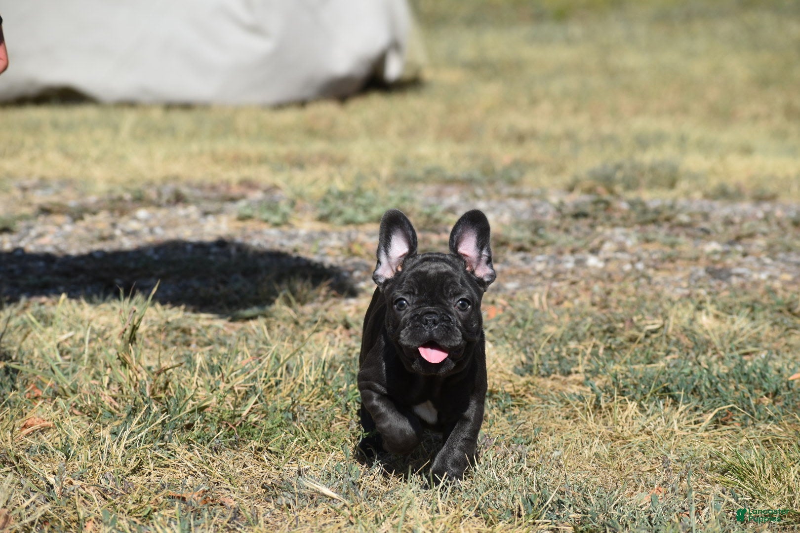 French Bulldog dogs for sale: French Bulldog 5 - Ad 3
