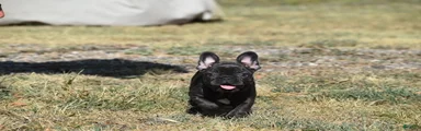 French Bulldog 5