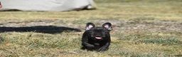 French Bulldog dogs for sale: French Bulldog 5 - Ad 1