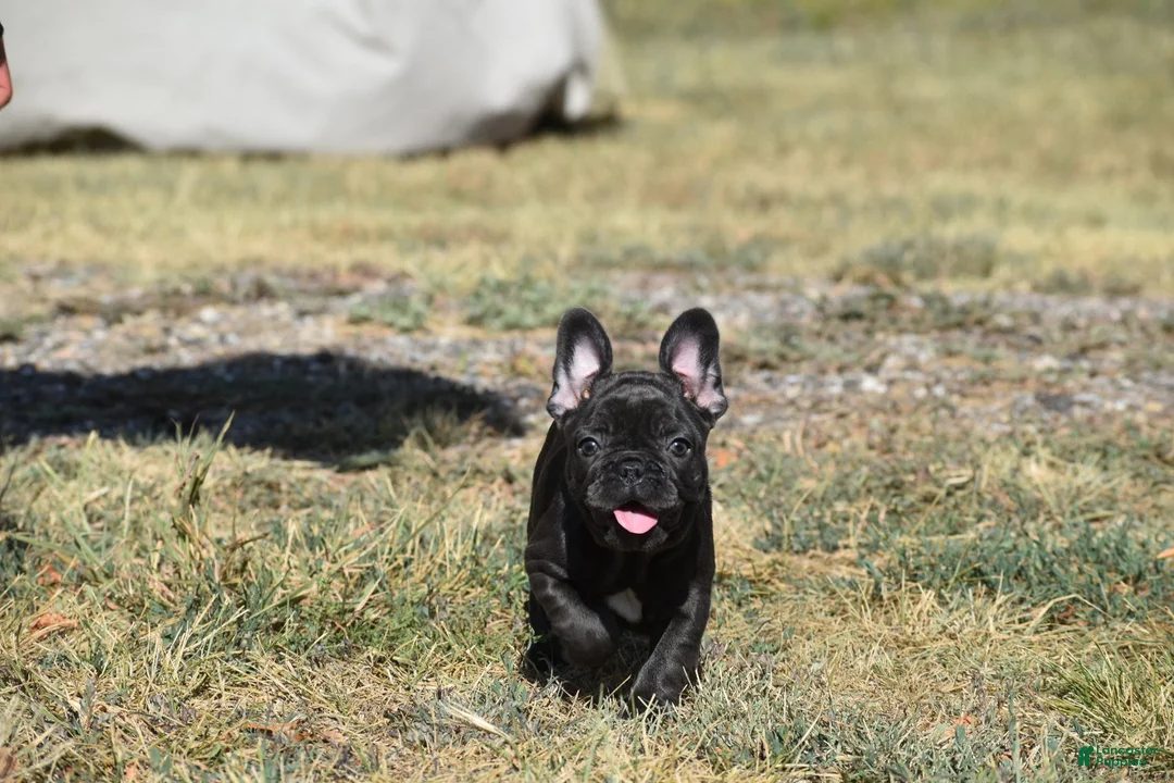 French Bulldog dogs for sale: French Bulldog 5 - Ad 1