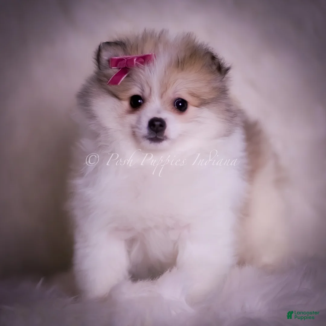 Pomeranian dogs for sale: Stacie - Ad 4