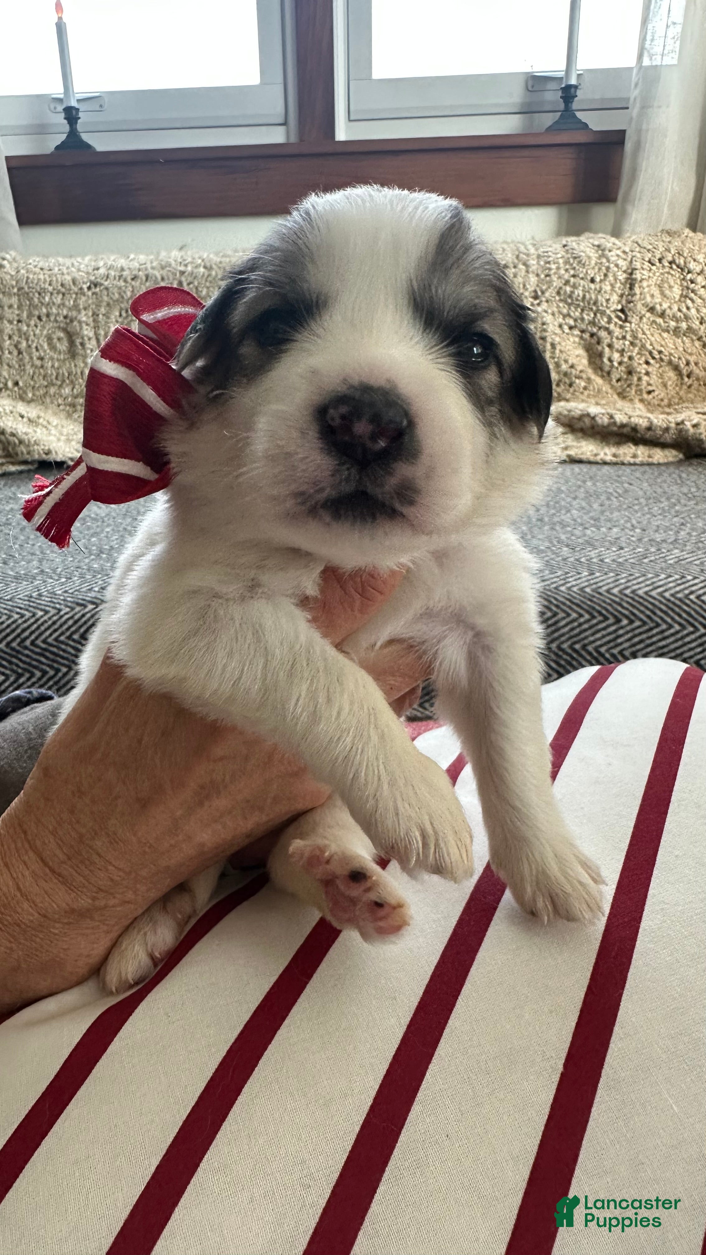 Great Pyrenees dogs Burgandy - Ad 24