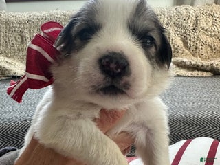 Great Pyrenees dogs Burgandy - Ad 24