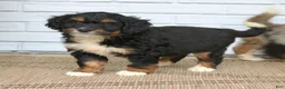Mini Bernedoodle dogs for sale: Dakota  - Ad 3