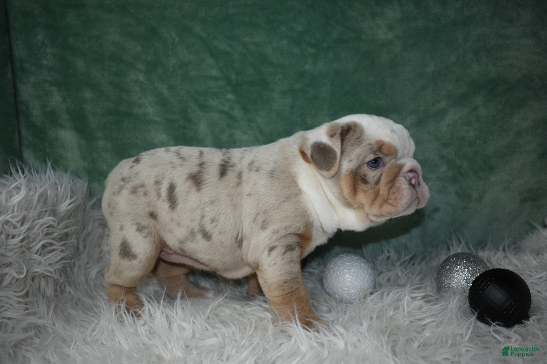 English Bulldog dogs for sale: Crystal  - Ad 6