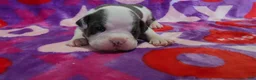 American Bully dogs for sale: Winter - Ad 1