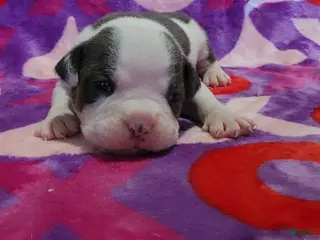American Bully dogs Winter - Ad 42