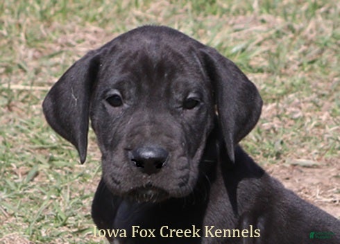 Great Dane dogs Stella - Ad 5