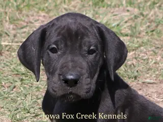 Great Dane dogs Stella - Ad 5