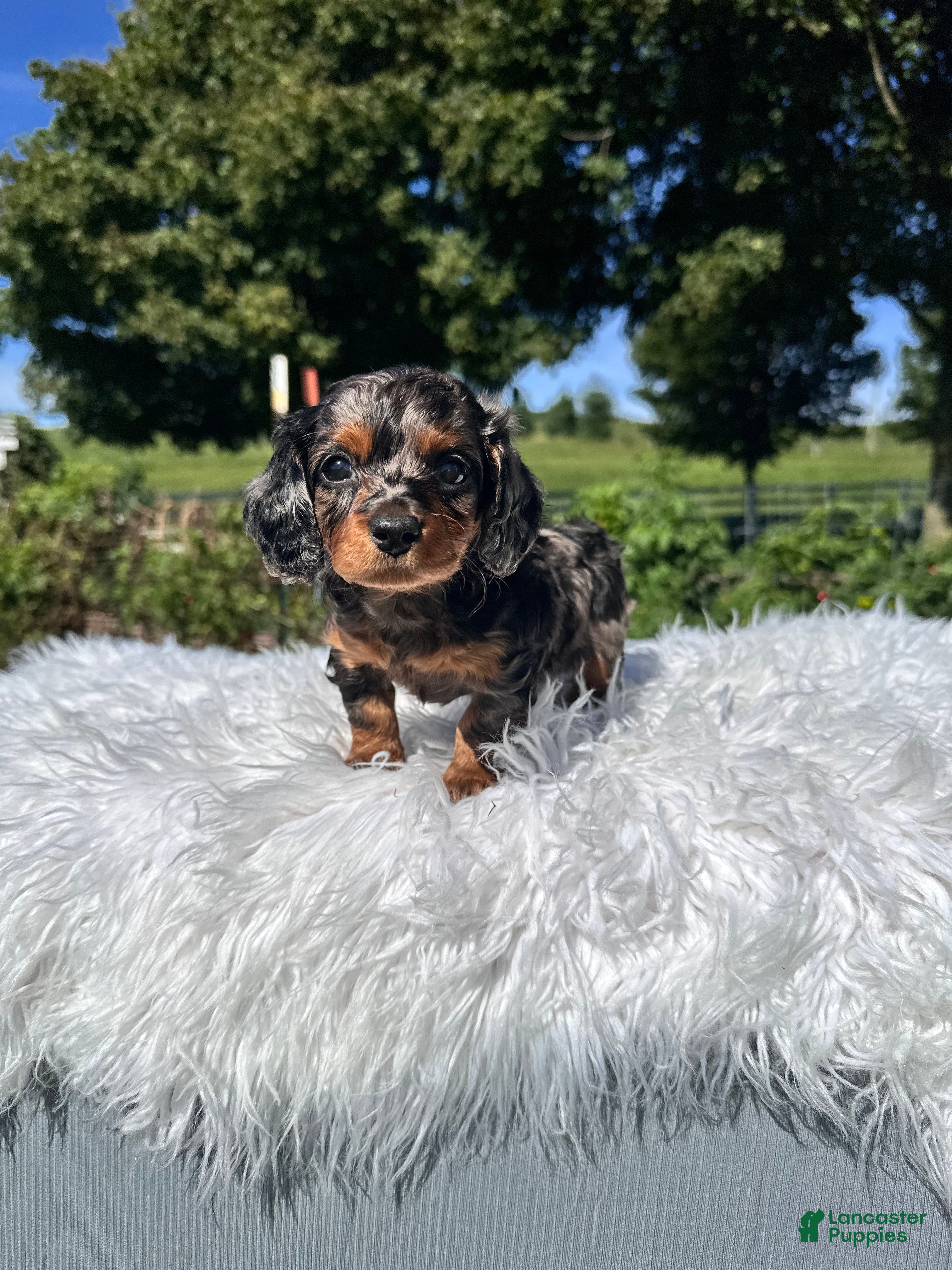 Miniature Dachshund dogs Carly  - Ad 2