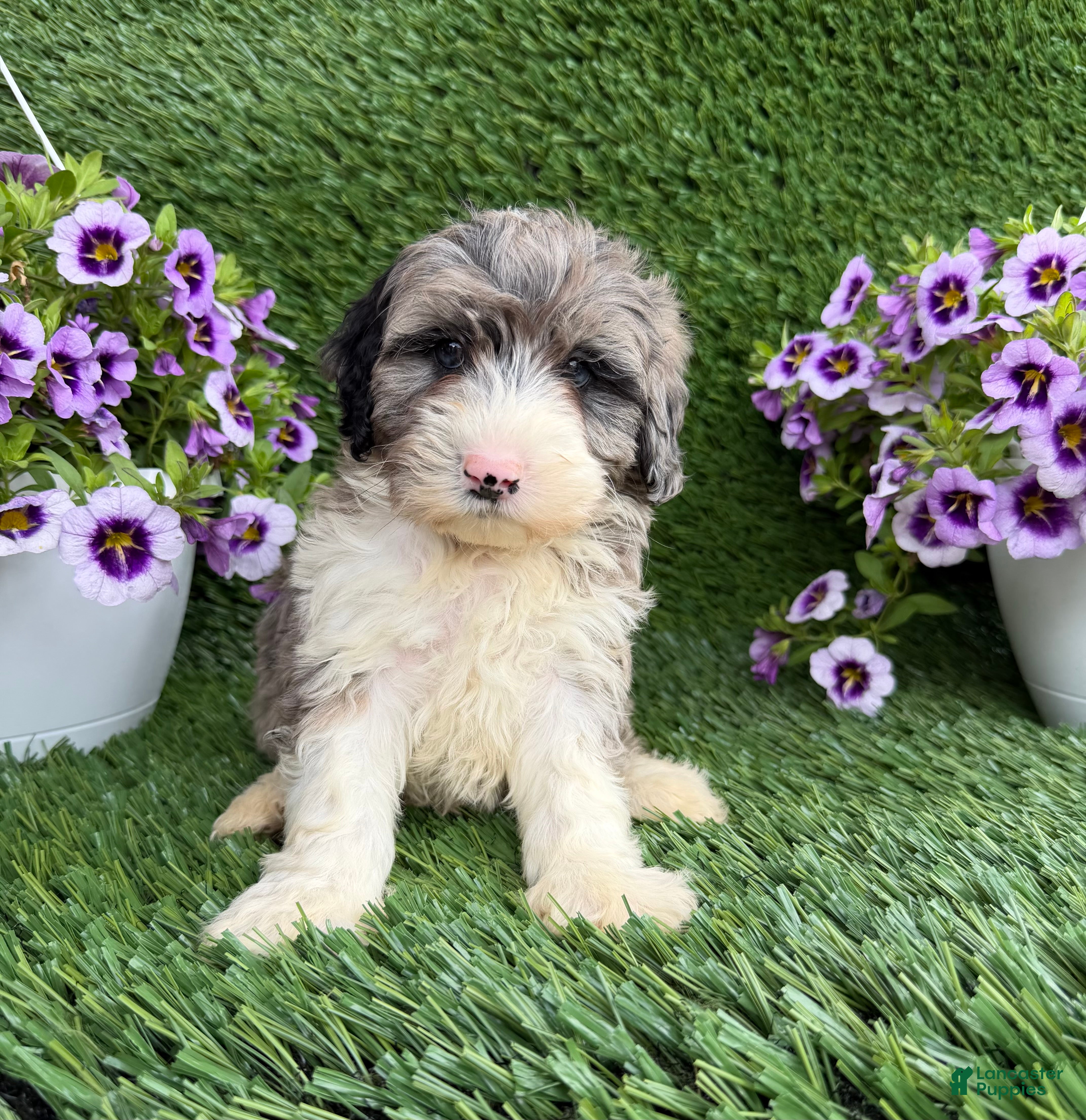 Mixed Breed dogs Bear - Ad 1