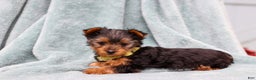 Yorkshire Terrier dogs for sale: Benny - Ad 2