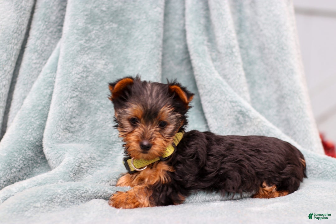 Yorkshire Terrier dogs for sale: Benny - Ad 2