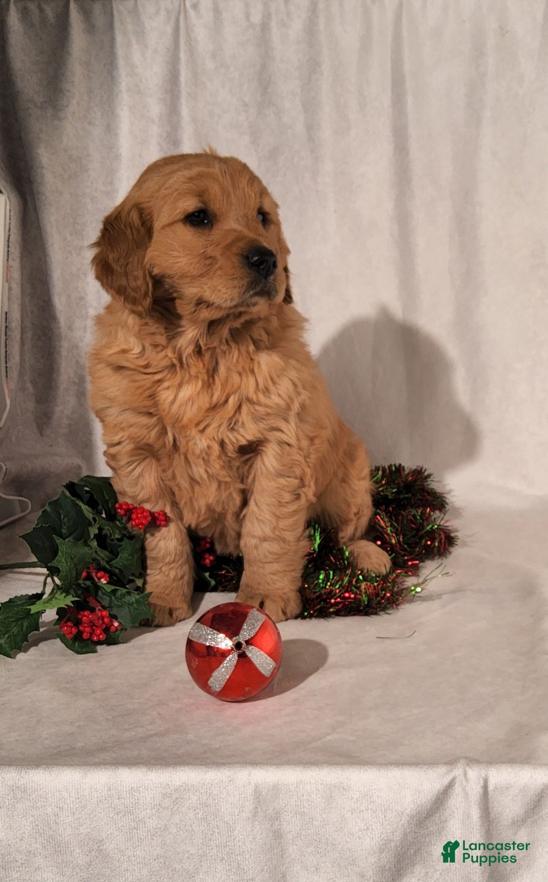 Goldendoodle dogs for sale: Betsy - Ad 12
