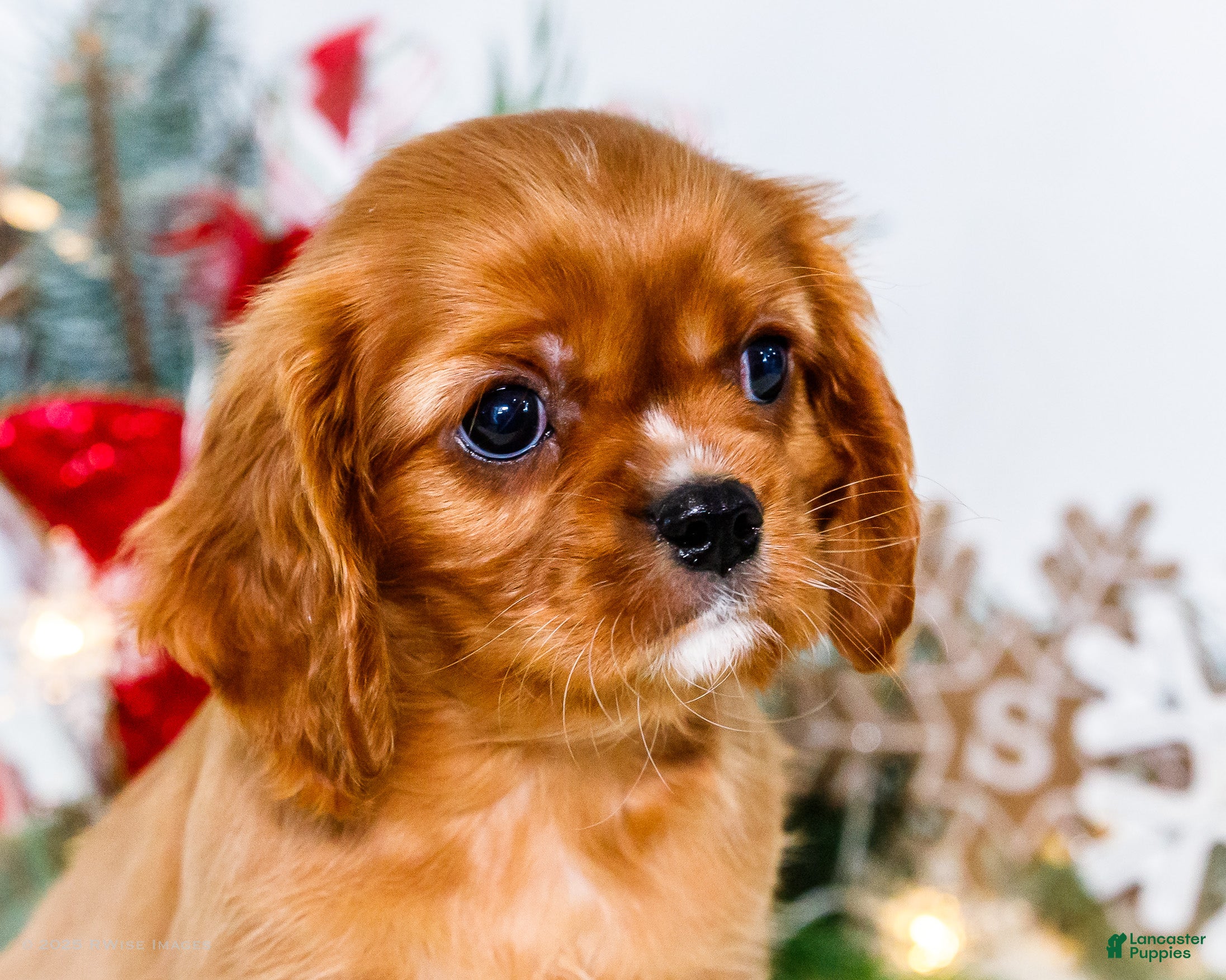 Cavalier King Charles Spaniel dogs Tiny Tim - Ad 29