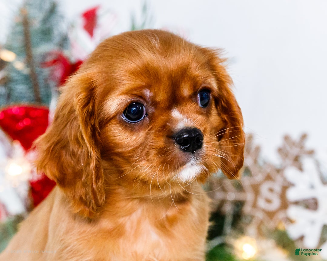 Cavalier King Charles Spaniel dogs for sale: Tiny Tim - Ad 2
