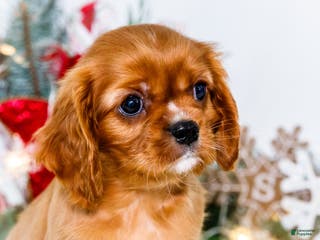 Cavalier King Charles Spaniel dogs Tiny Tim - Ad 14