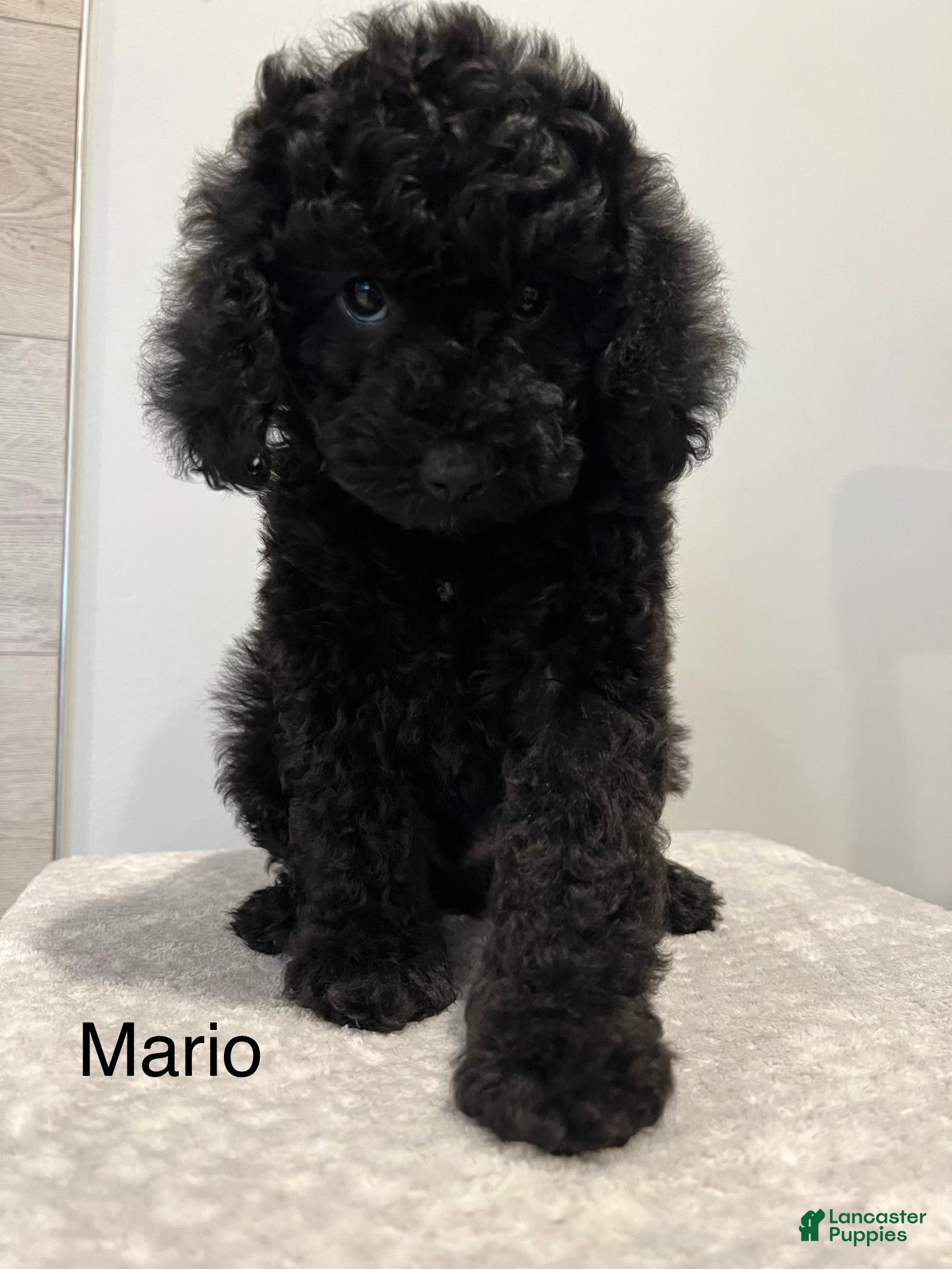 Miniature Poodle dogs Mario - Ad 1
