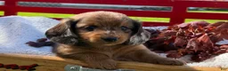 Miniature Dachshund dogs for sale: Barry - Ad 2