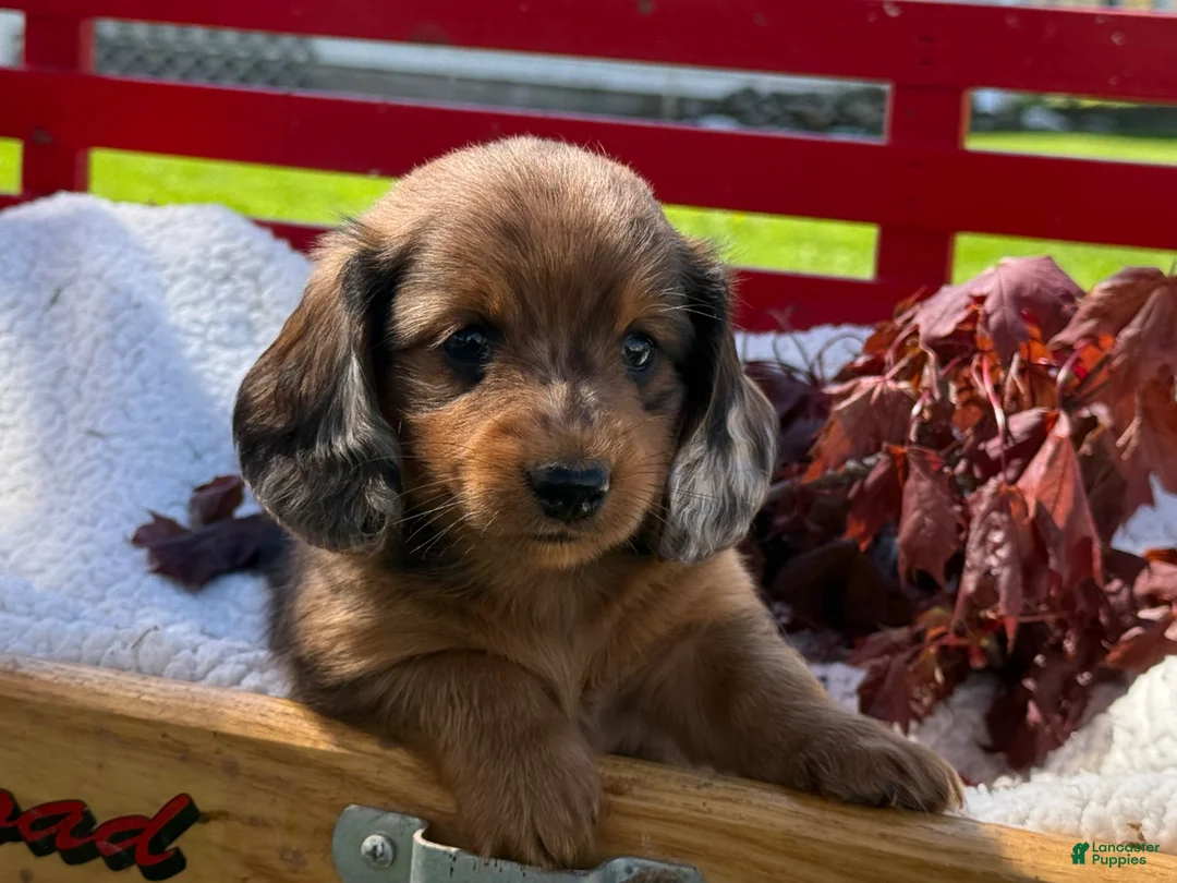 Miniature Dachshund dogs for sale: Barry - Ad 2