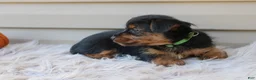 Yorkshire Terrier dogs for sale: Scotty - Ad 12
