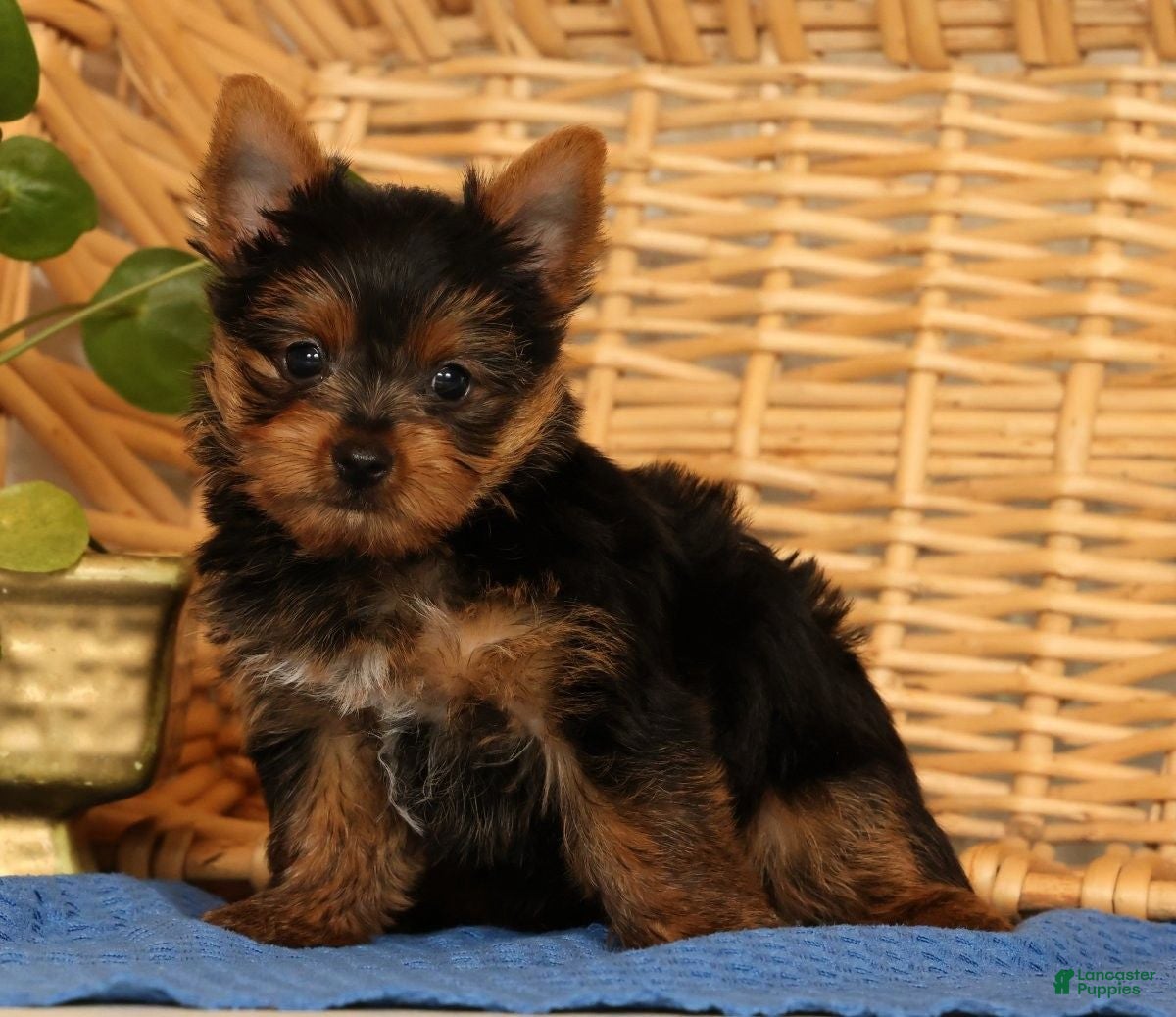 Yorkshire Terrier dogs Zane - Ad 1