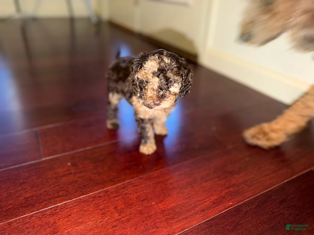 Aussiedoodle dogs for sale: Bruno - Ad 2