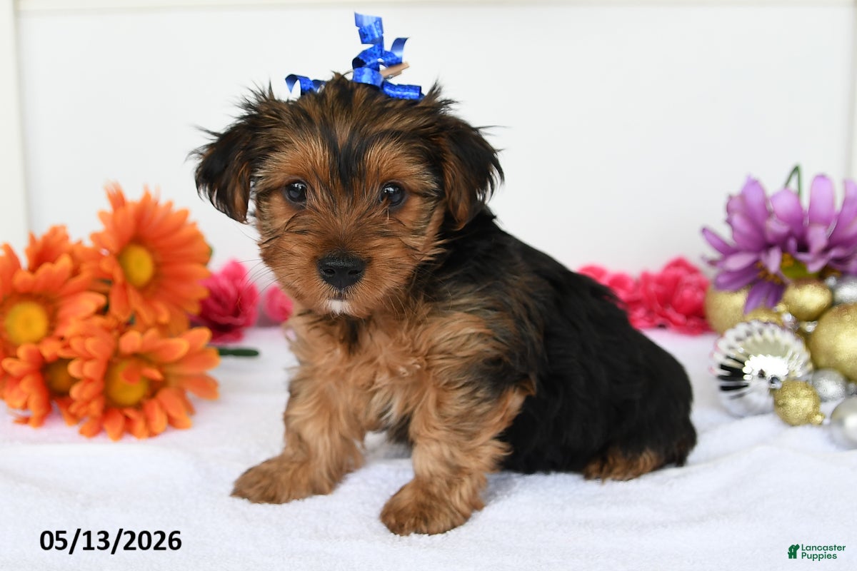 Yorkshire Terrier dogs for sale: Addison - Ad 4