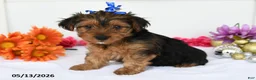 Yorkshire Terrier dogs for sale: Addison - Ad 1