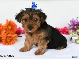 Yorkshire Terrier dogs for sale: Addison - Ad 4