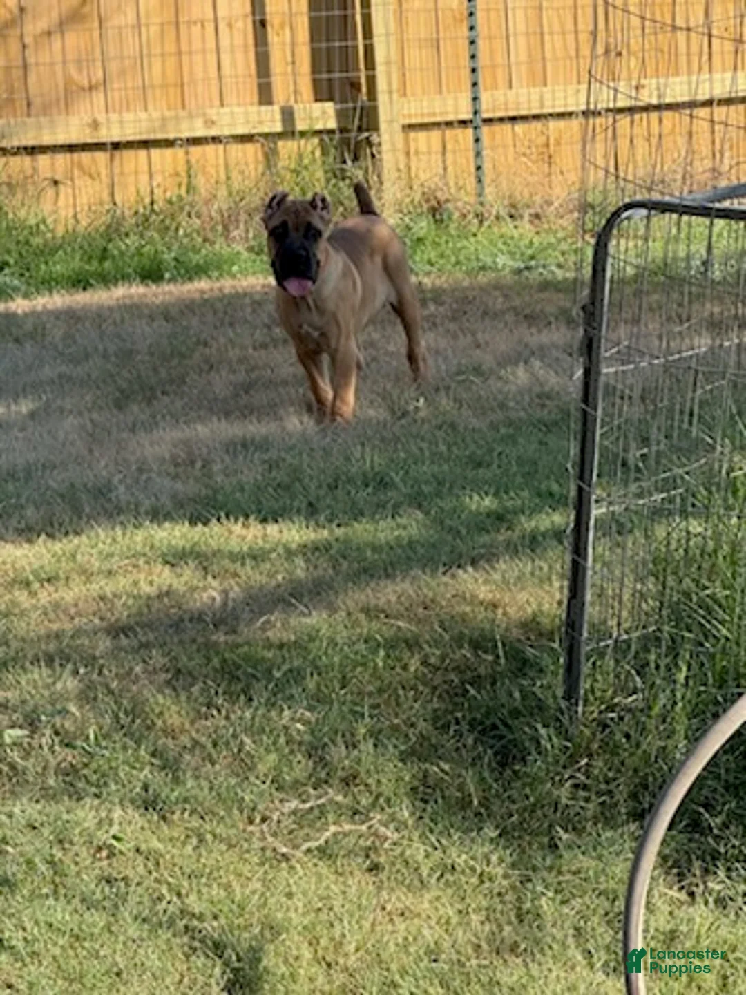 Cane Corso dogs for sale: Girl 2 - Ad 3