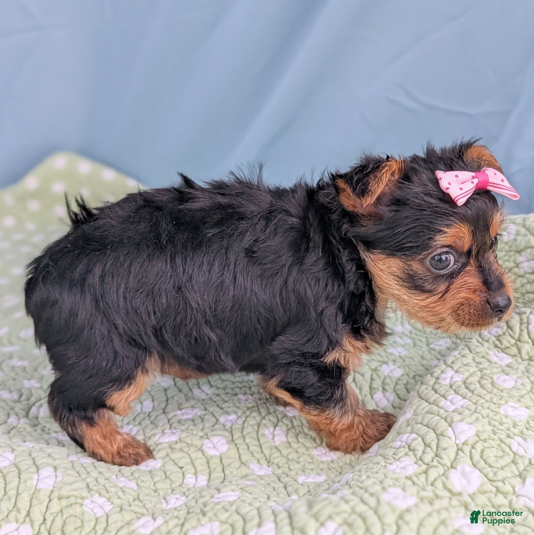 Yorkshire Terrier dogs for sale: Sugar Cookie - Ad 2