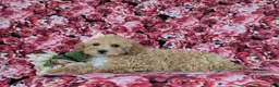 Bichpoo dogs for sale: Rori 9 lbs Full Grown - Ad 4