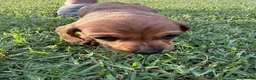 Miniature Dachshund dogs for sale: Sugarpie - Ad 1