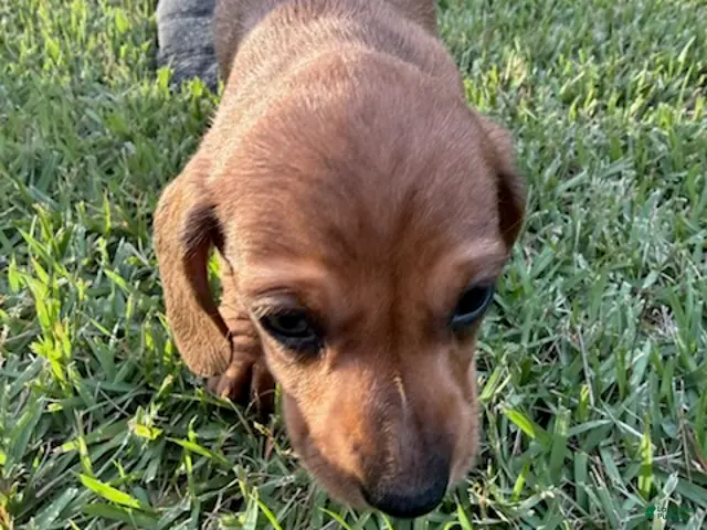 Miniature Dachshund dogs for sale: Sugarpie - Ad 1