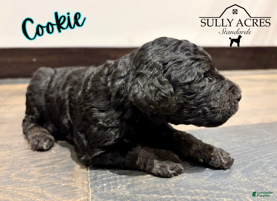 Standard Poodle dogs for sale: Cookie - Ad 6