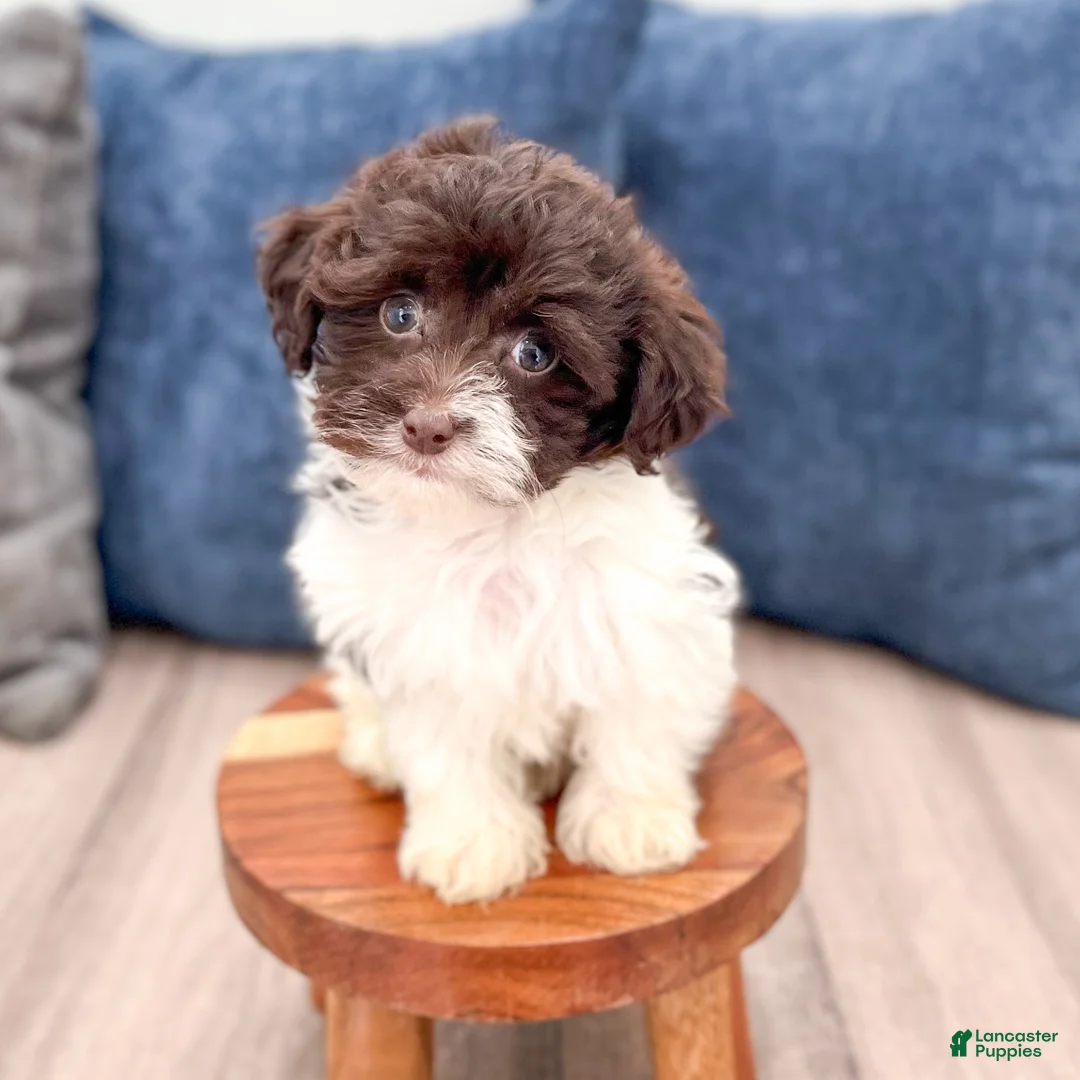 Havanese dogs for sale: Alice - Ad 2