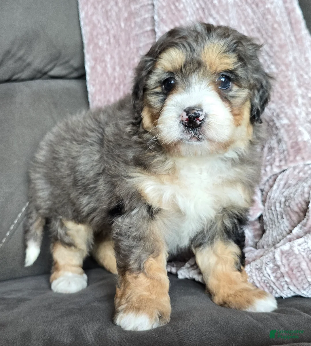 Mini Bernedoodle dogs for sale: Mini Bella - Ad 6
