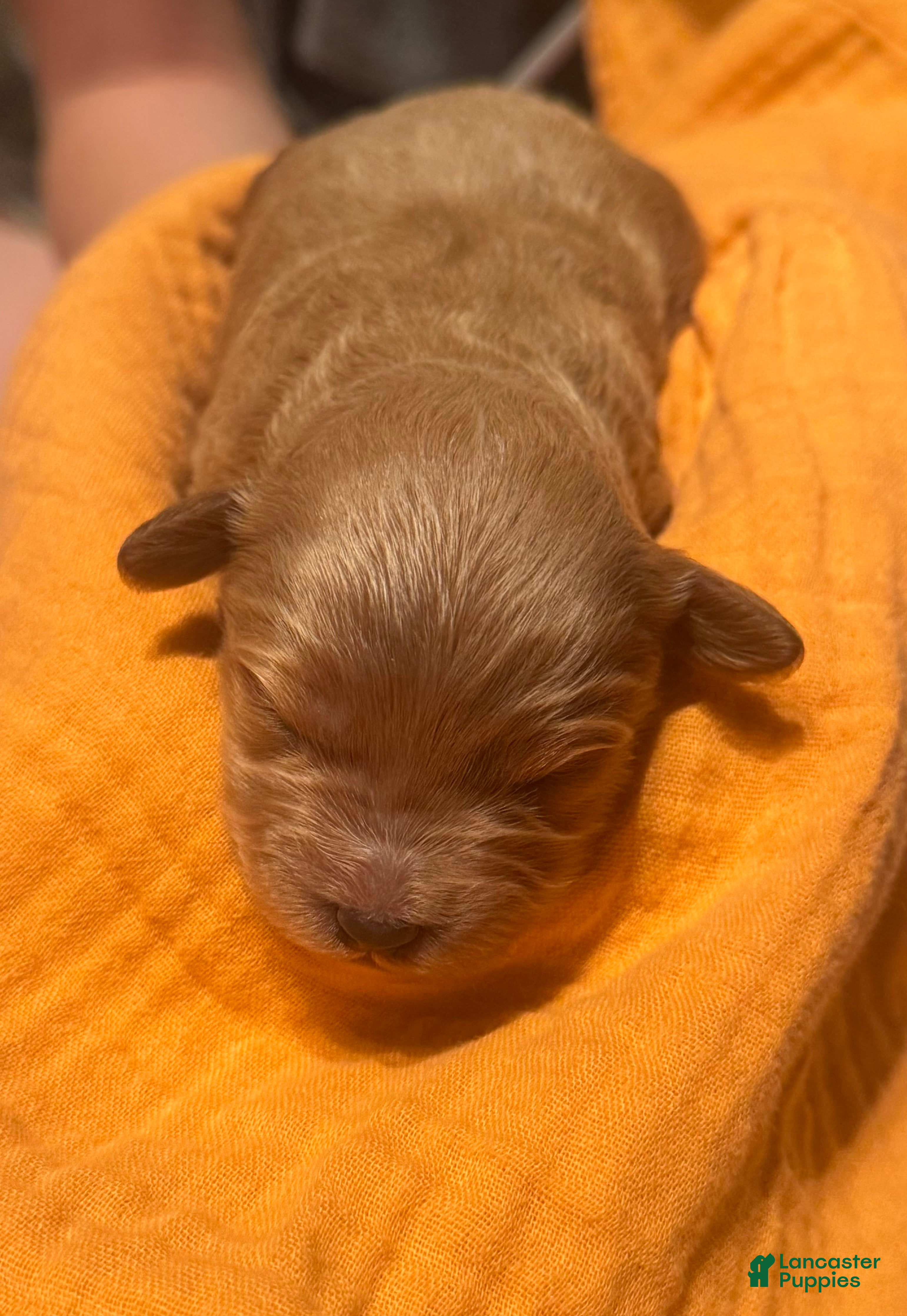 Double Doodle dogs Double Doodle Puppy 4 - Ad 2