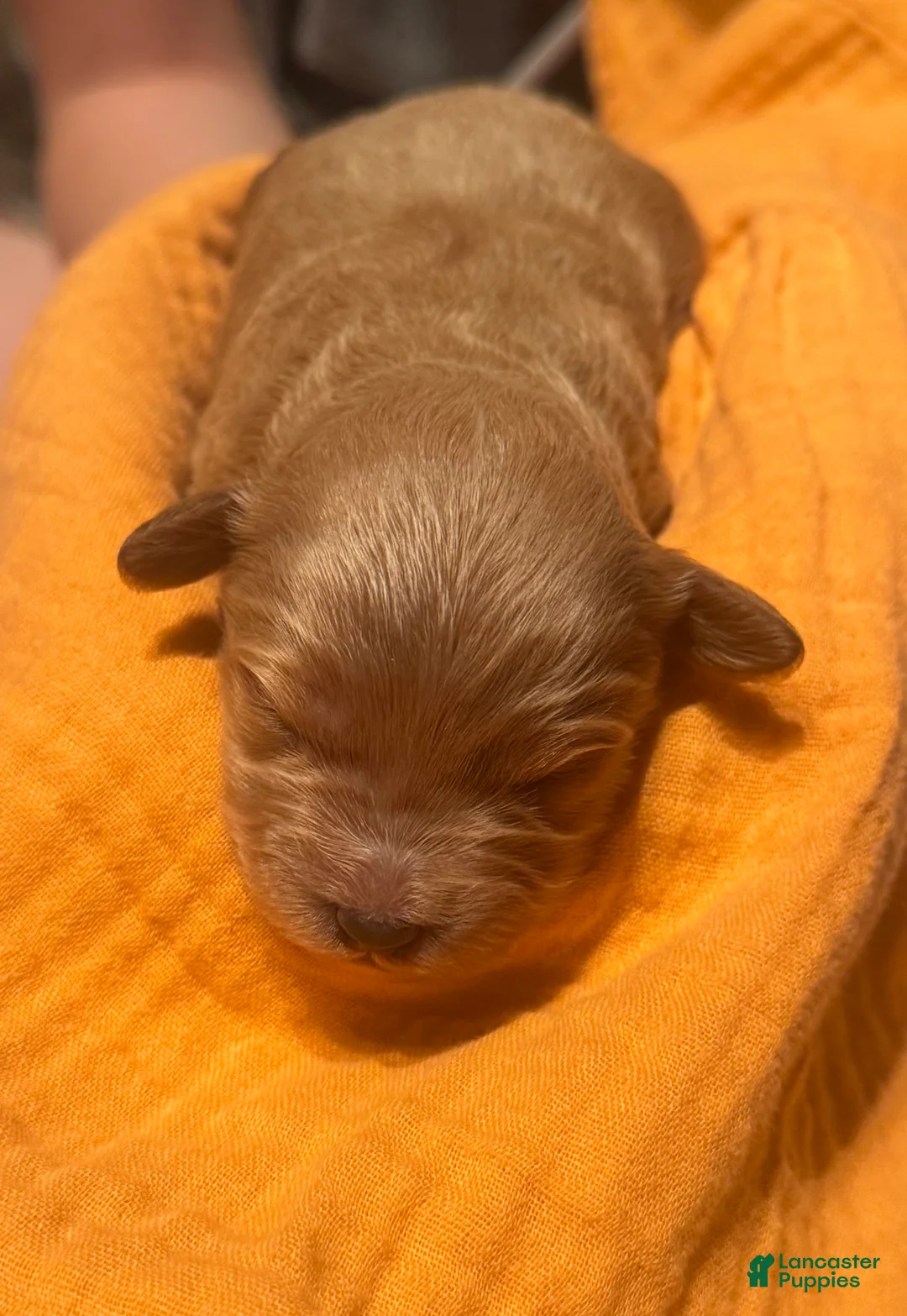 Double Doodle dogs for sale: Double Doodle Puppy 4 - Ad 1