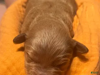 Double Doodle dogs Double Doodle Puppy 4 - Ad 2