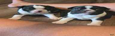 Boston Terrier 1