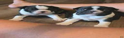 Boston Terrier dogs for sale: Boston Terrier 1 - Ad 1