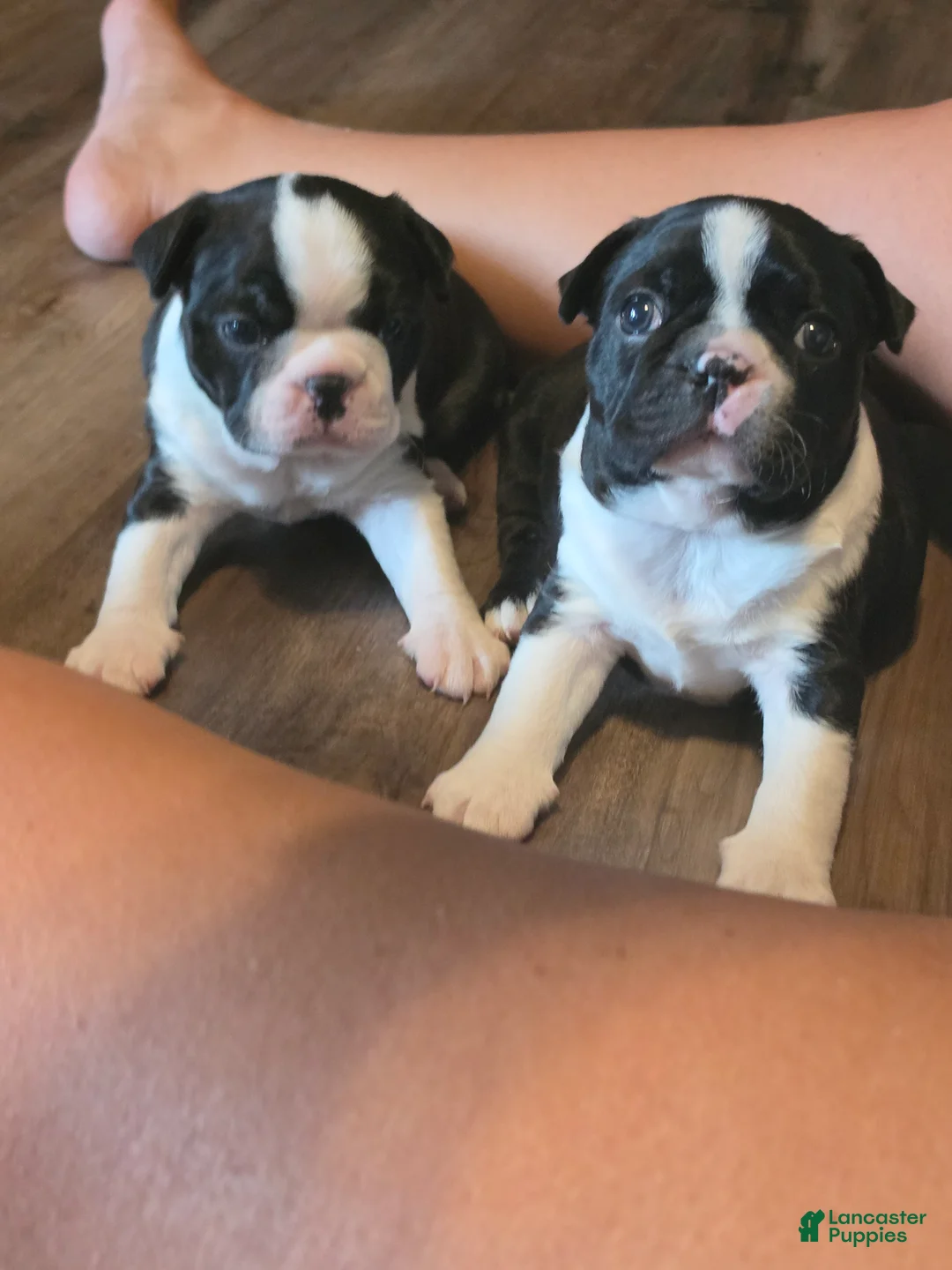 Boston Terrier dogs for sale: Boston Terrier 1 - Ad 1