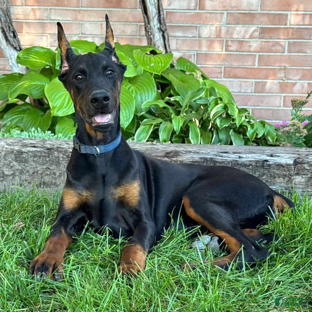Doberman Pinscher dogs for sale: Amika - Ad 2