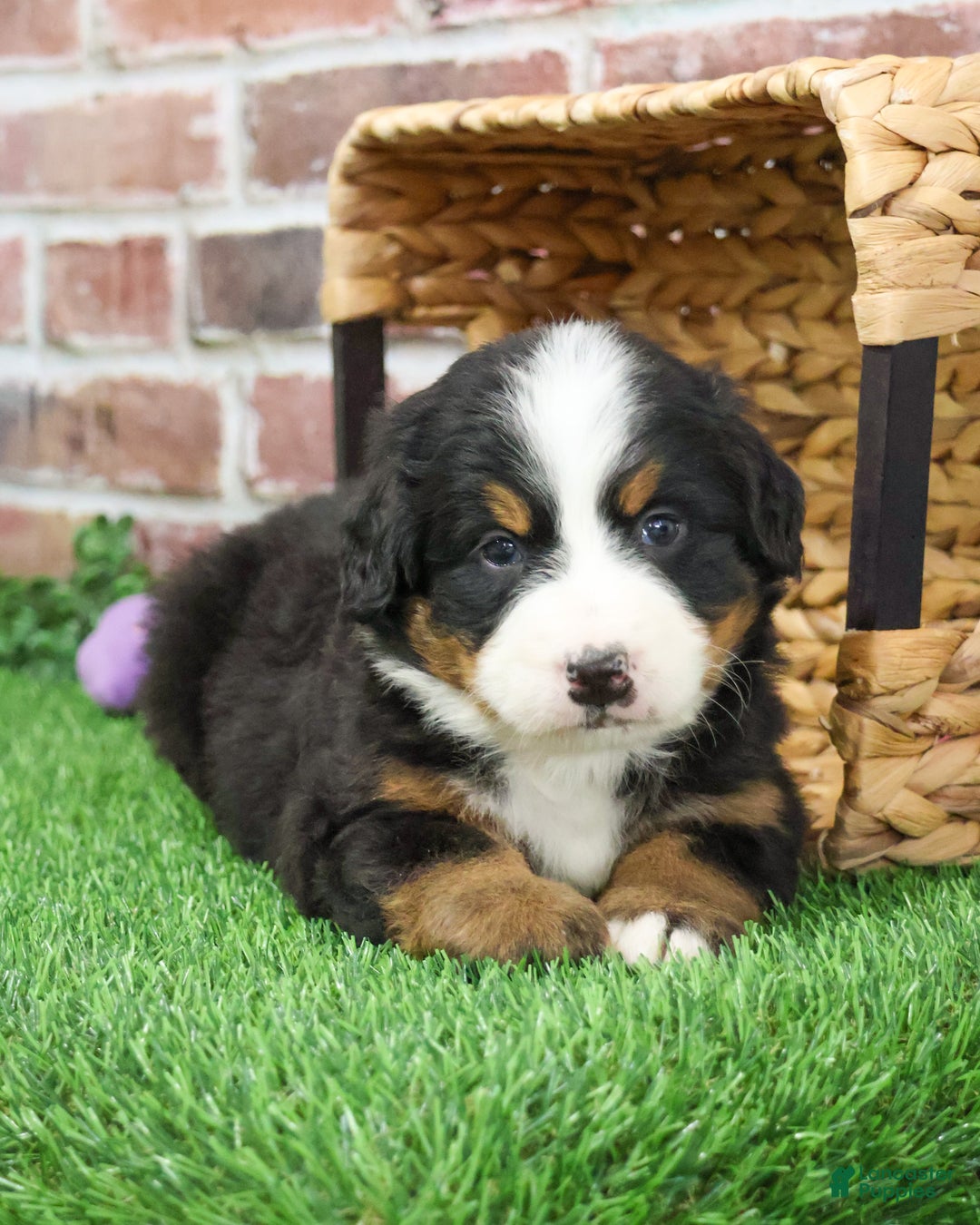 Bernese Mountain Dog dogs for sale: Ornament  - Ad 10